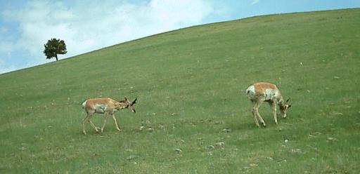 Pronghorn