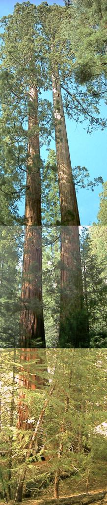 Twin Sequoias