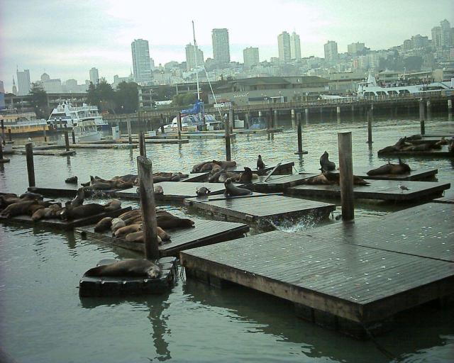 Sea Lions